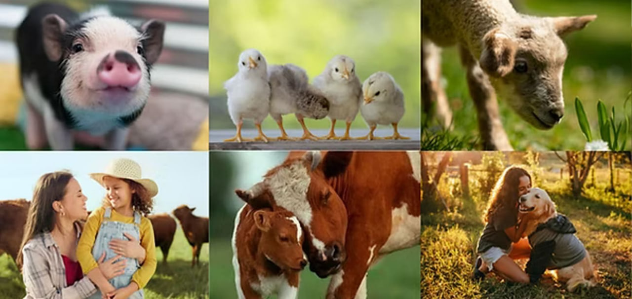 The Cost of Convenience: How Factory Farming Is Devastating Animals, Communities, and the Climate