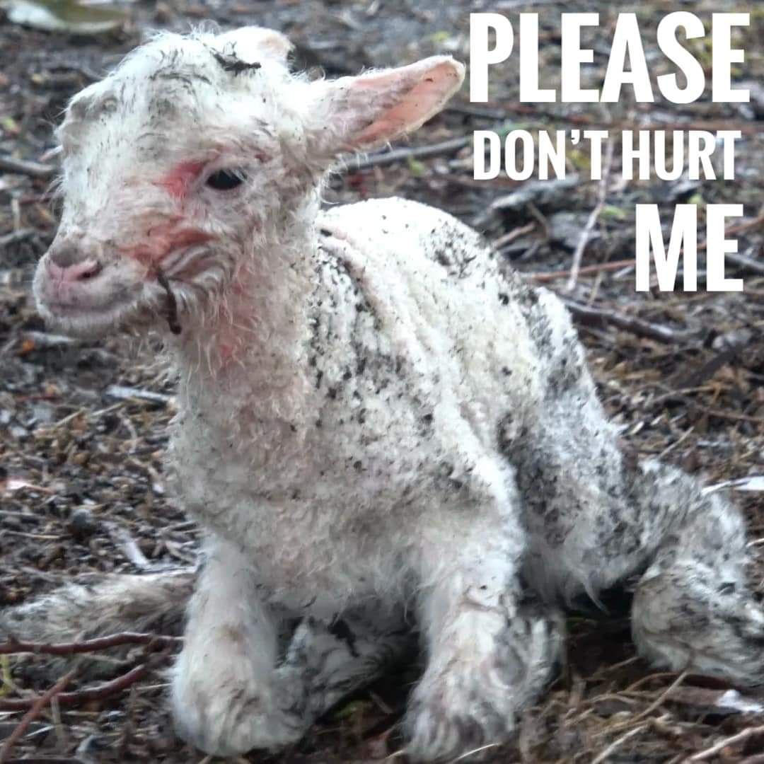 Why Compassion Matters: Confronting the Hidden Psychological Cost of Animal Cruelty