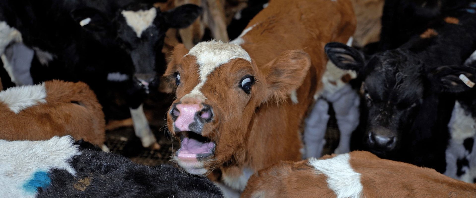 cruelty.farm