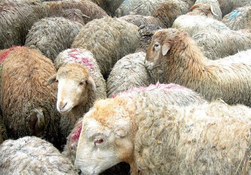 چگونه گوسفندان در صنعت مدرن مورد ظلم قرار می‌گیرند؟