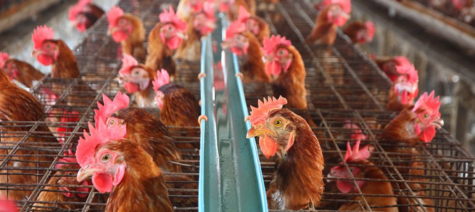 چرا باید درباره گوشت و لبنیات دوباره فکر کنیم؟