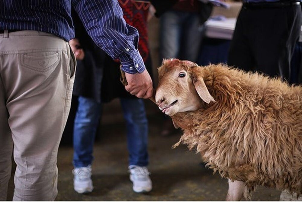 حقوق حیوانات، ذبح شرعی و مضرات مصرف حیوانی: راهنمای مسلمانان شیعه