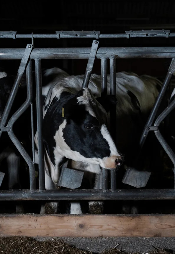 چرا حیوانات در دامداری افسرده می‌شوند؟